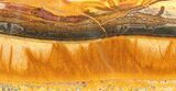 Marra Mamba Stromatolite - Mt Brockman ( Billion Years) #39174-1